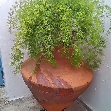 Traditional * Città di Skopelos